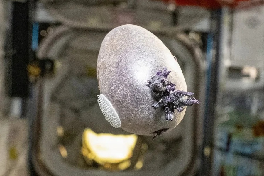 Spudnik-1: brotos de batata na ISS
